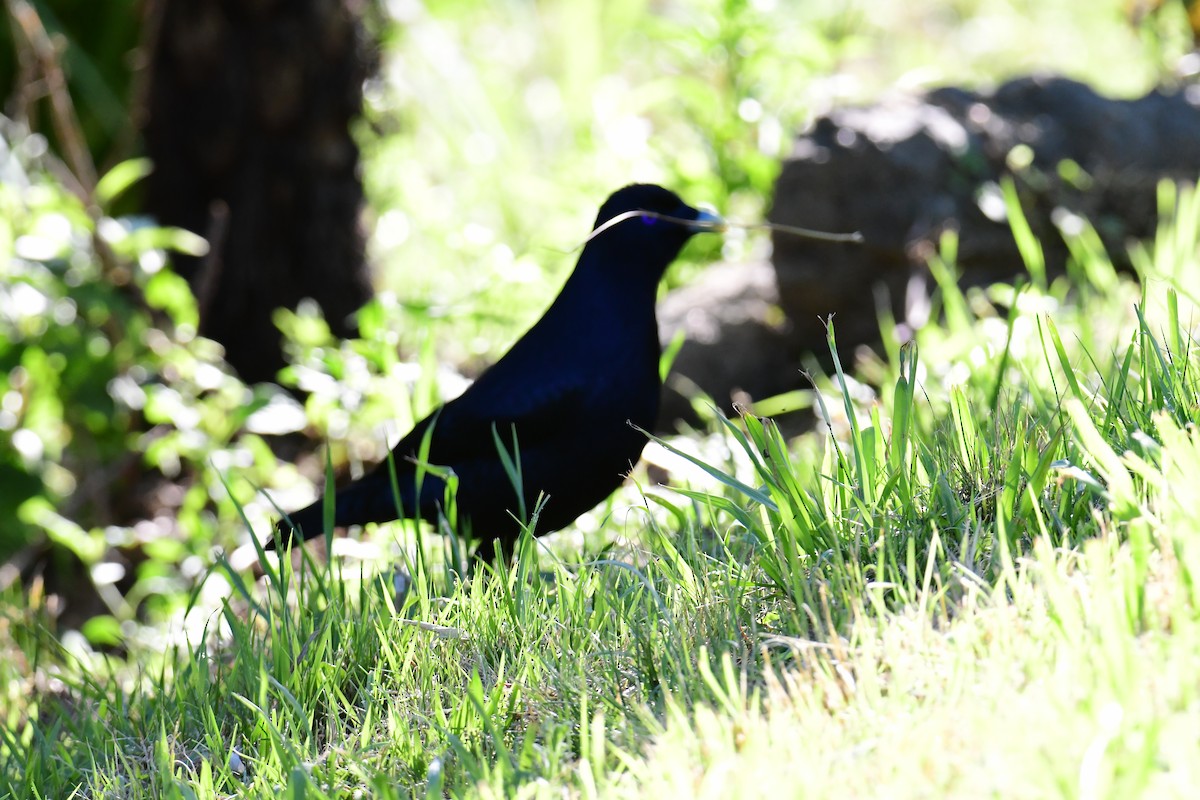 Satin Bowerbird - ML645760754