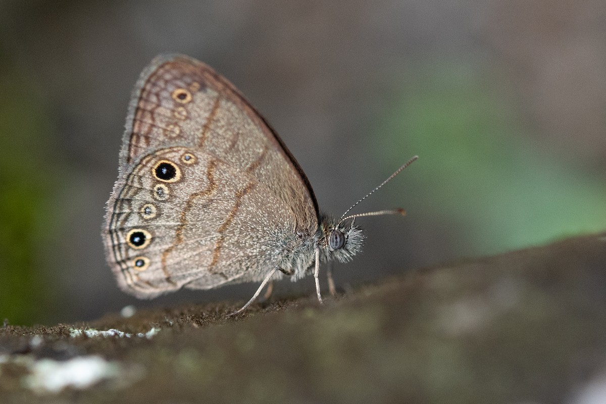 Hermes Satyr - ML645760761