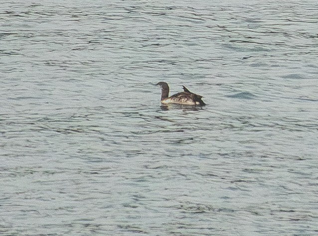 Plongeon catmarin - ML645760764