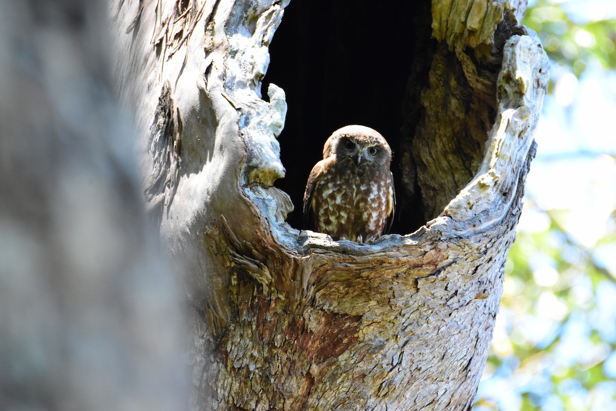 Australian Boobook - ML645760768