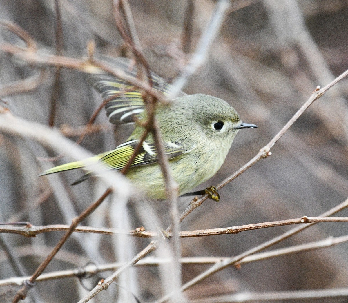 Ruby-crowned Kinglet - ML645760773