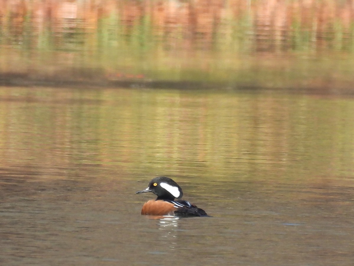 Hooded Merganser - ML645760774