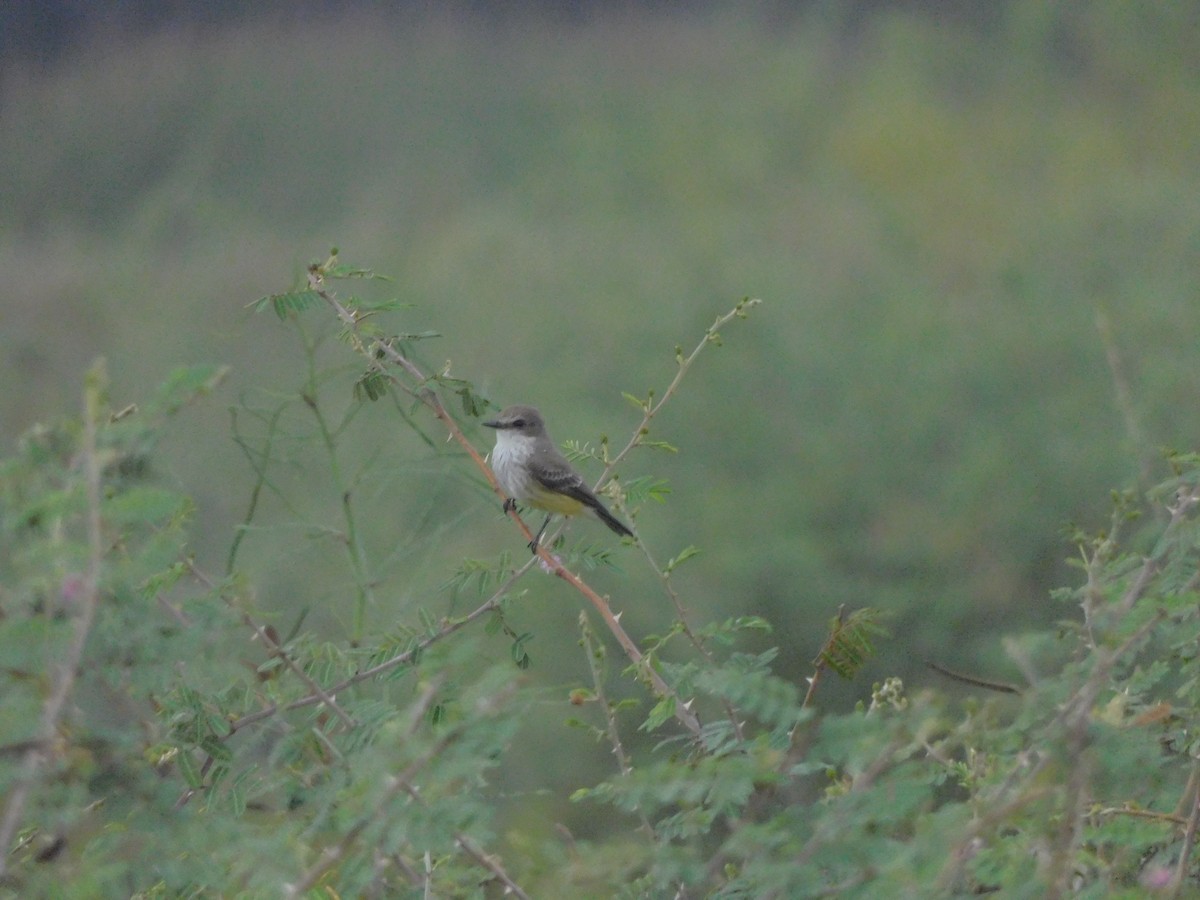 Vermilion Flycatcher - ML645760777