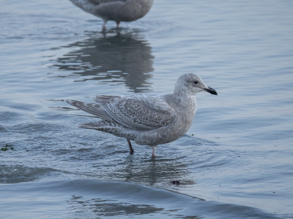 American Herring x Glaucous-winged Gull (hybrid) - ML645760778