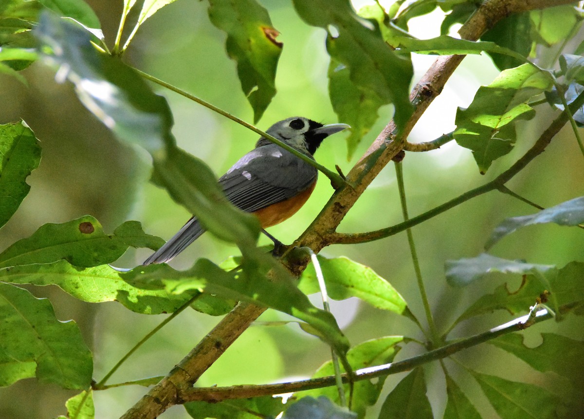 Black-faced Monarch - ML645760781