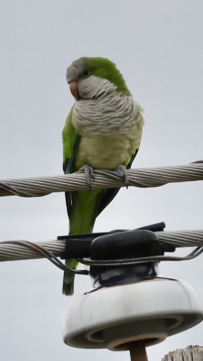 Mönchssittich - ML645760782