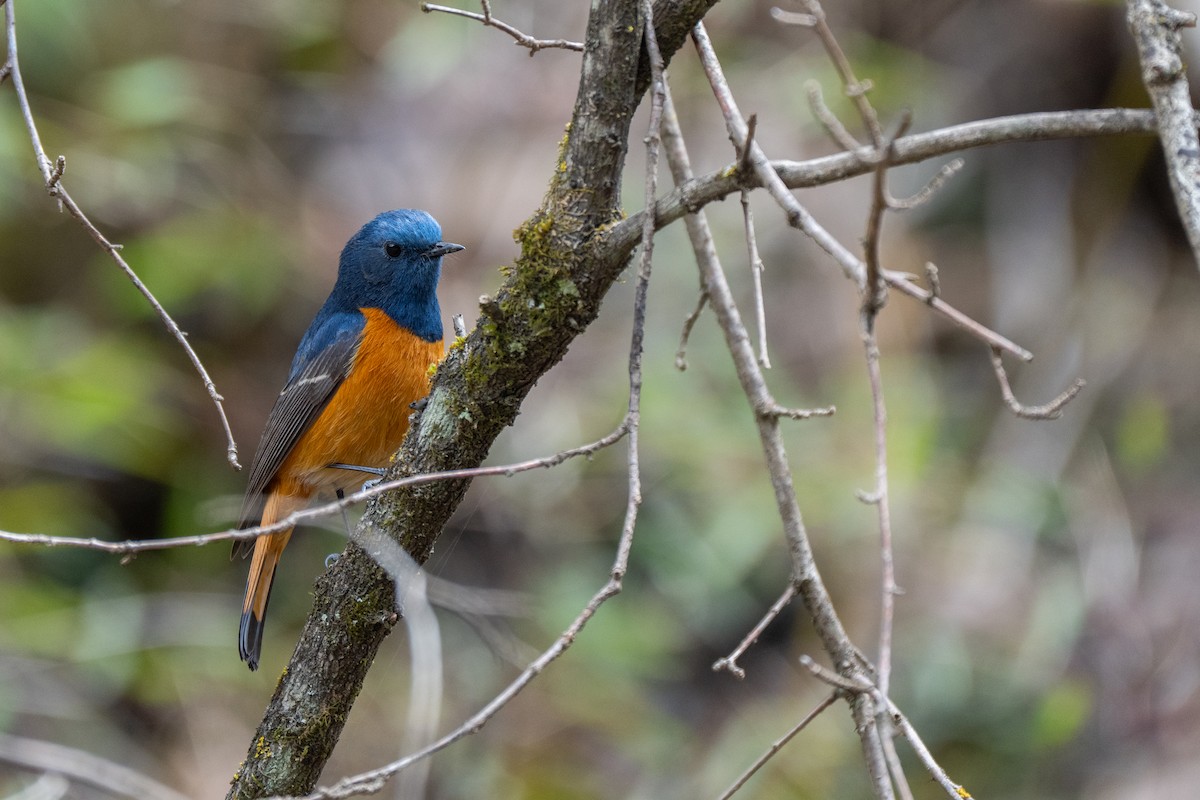 Blaustirn-Rotschwanz - ML645760783