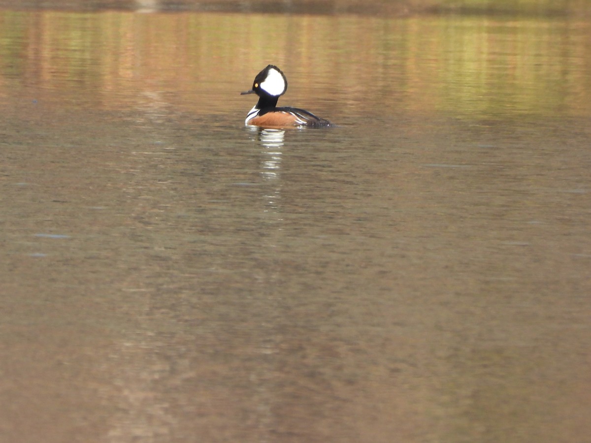 Kappensäger - ML645760786