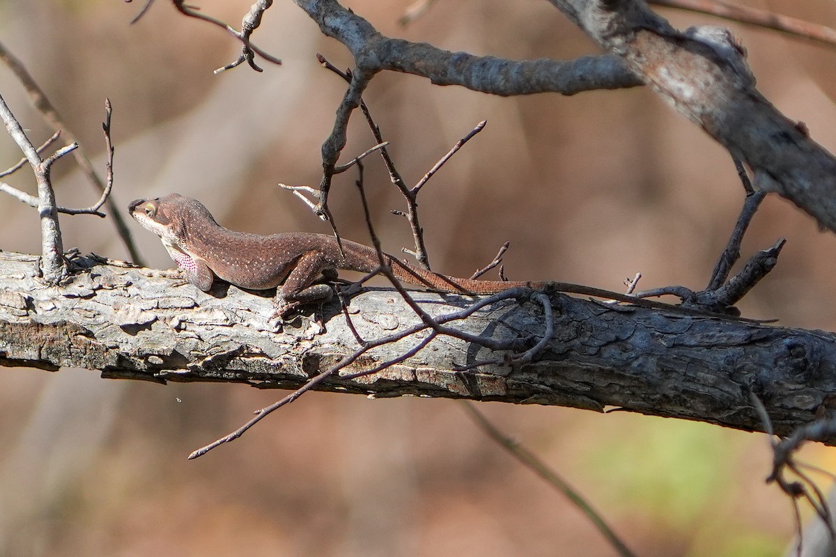 Green Anole - ML645760790