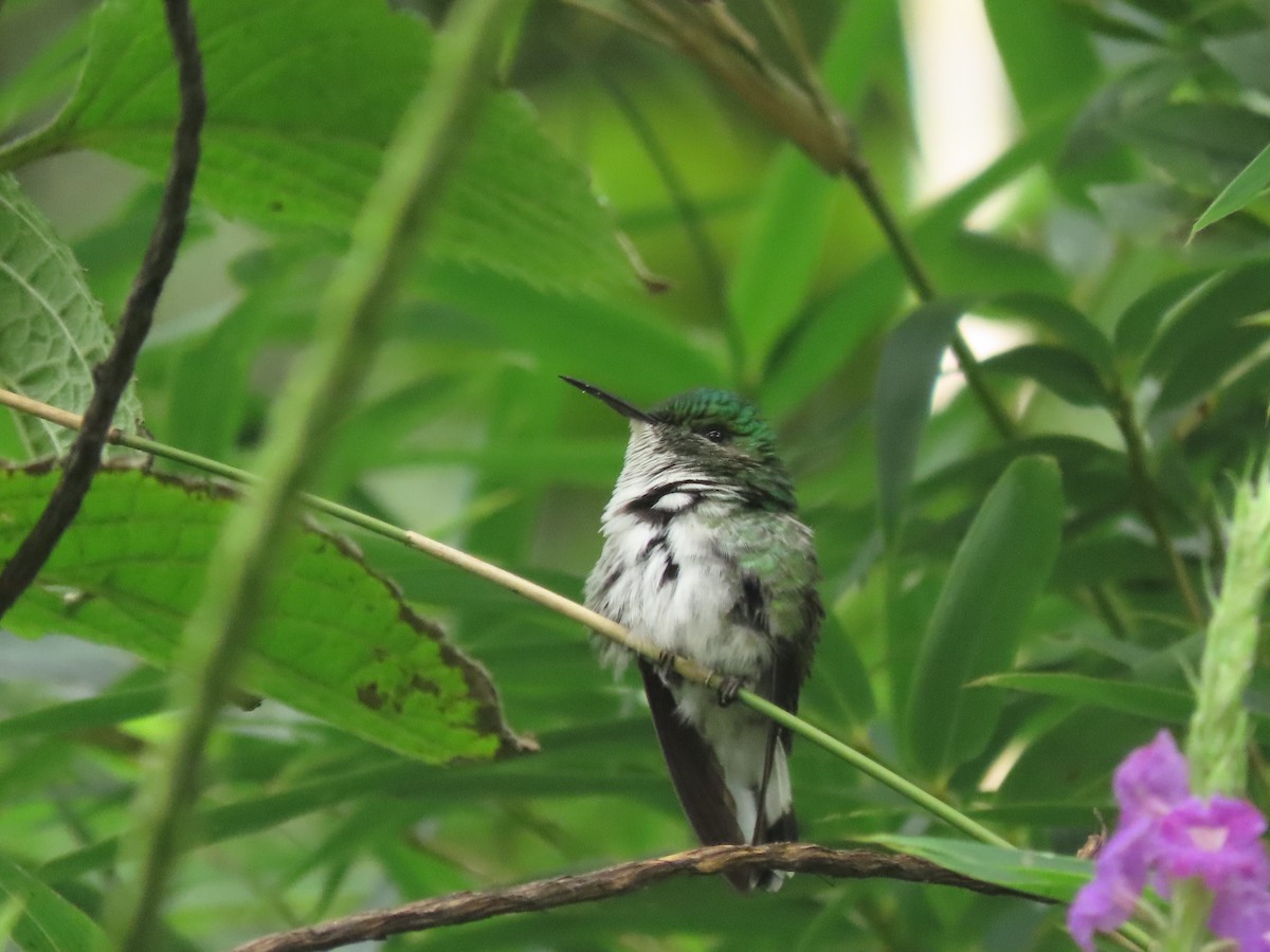 Elvirakolibri - ML645760791