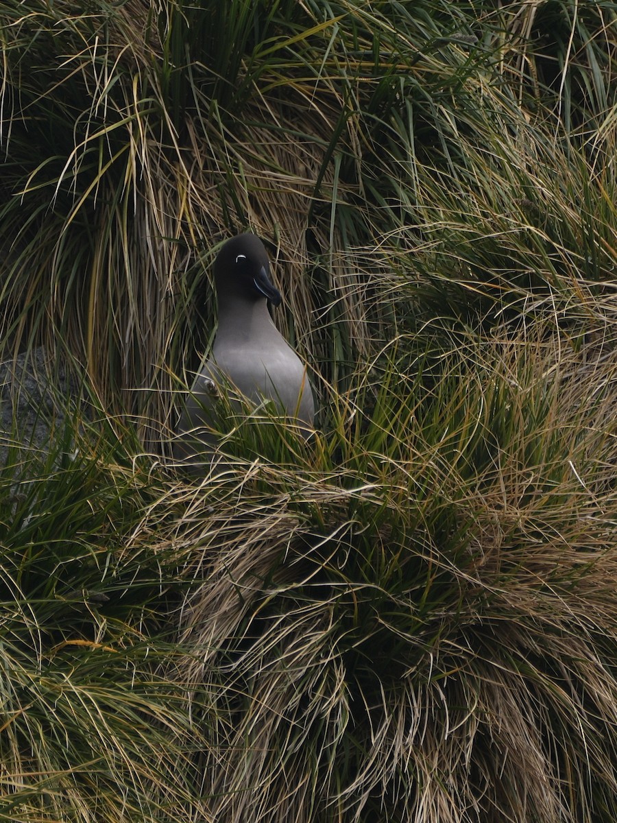 Graumantelalbatros - ML645760793