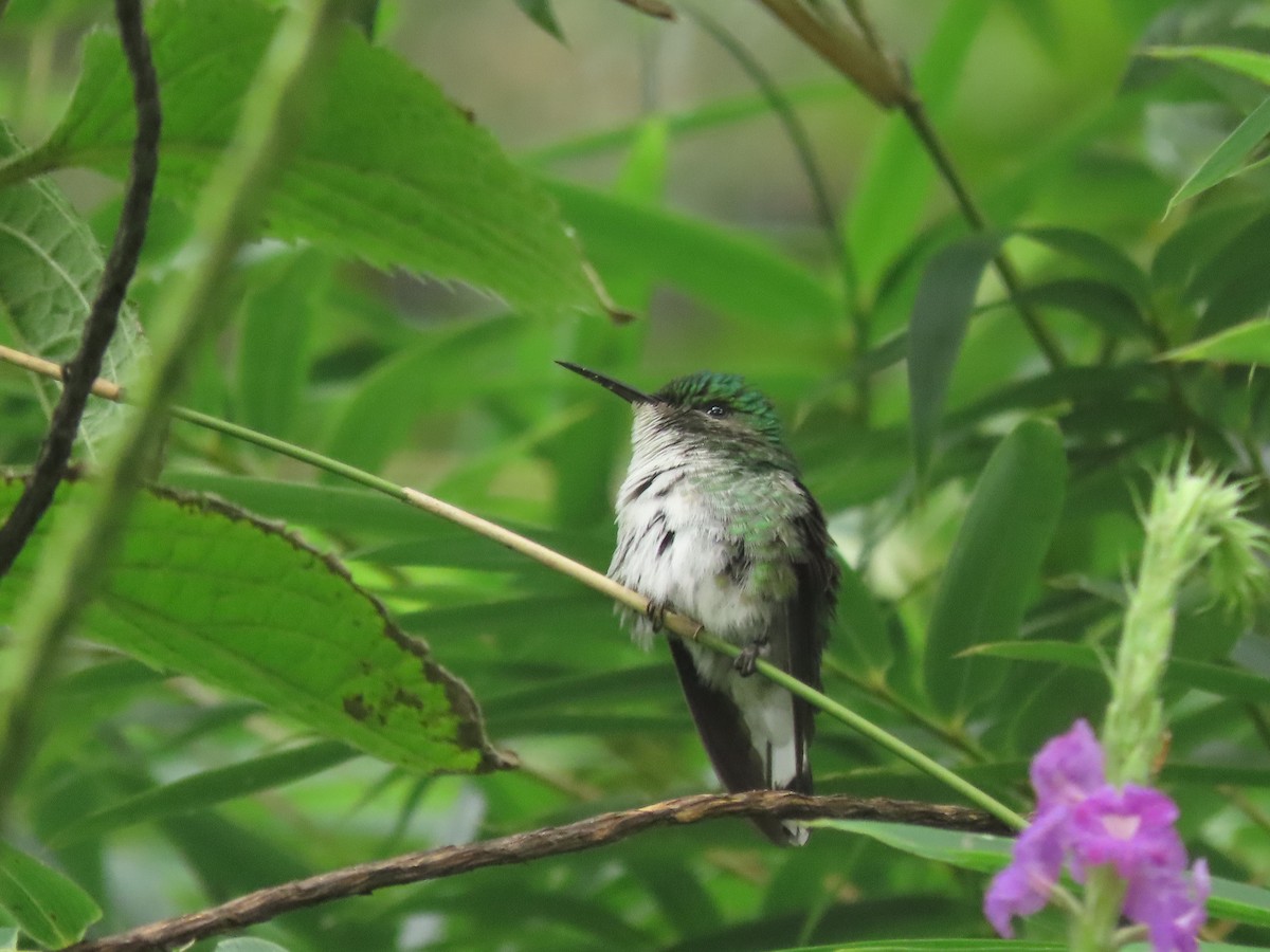 Elvirakolibri - ML645760796