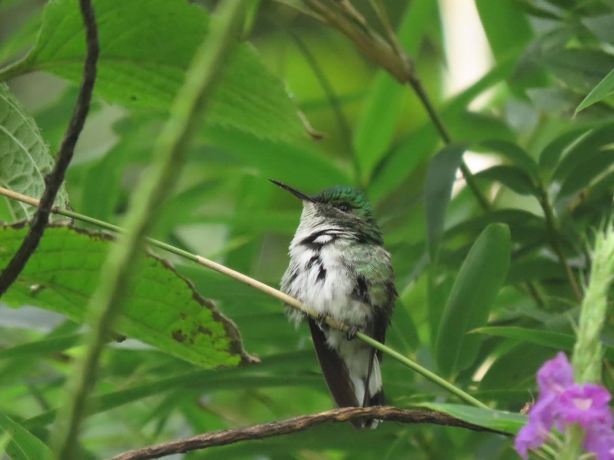 Elvirakolibri - ML645760798