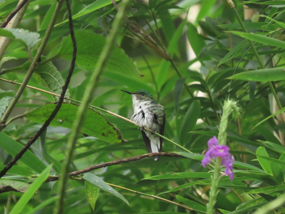 Elvirakolibri - ML645760800