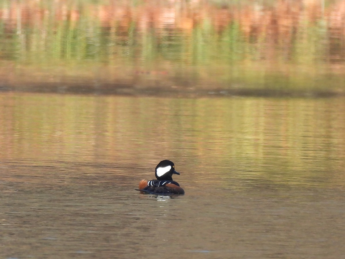 Kappensäger - ML645760801