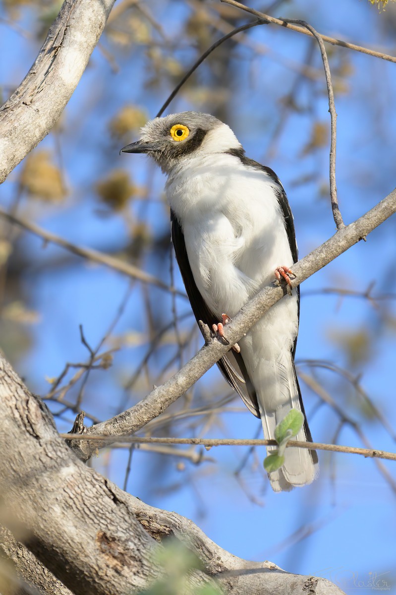 Weißschopf-Brillenvanga - ML645760802