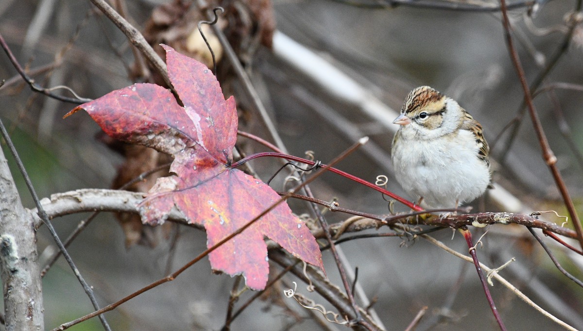 Schwirrammer - ML645760803