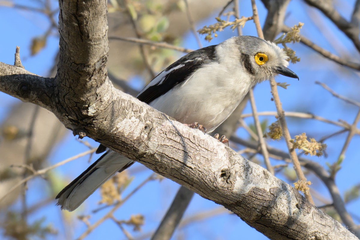 Weißschopf-Brillenvanga - ML645760804