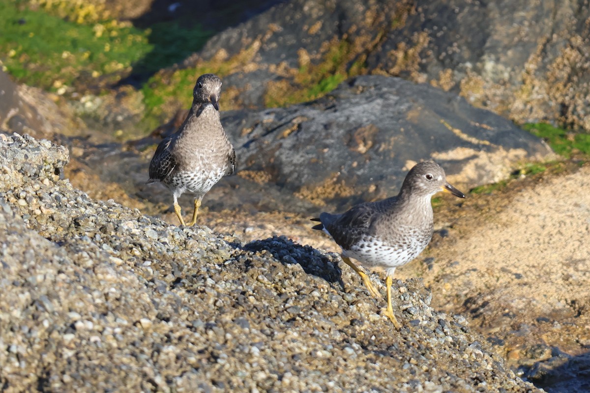 Gischtläufer - ML645760805