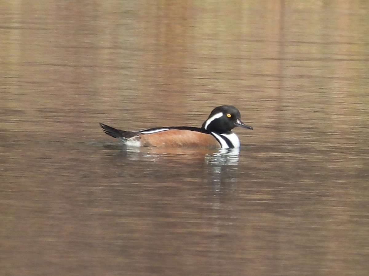 Kappensäger - ML645760809