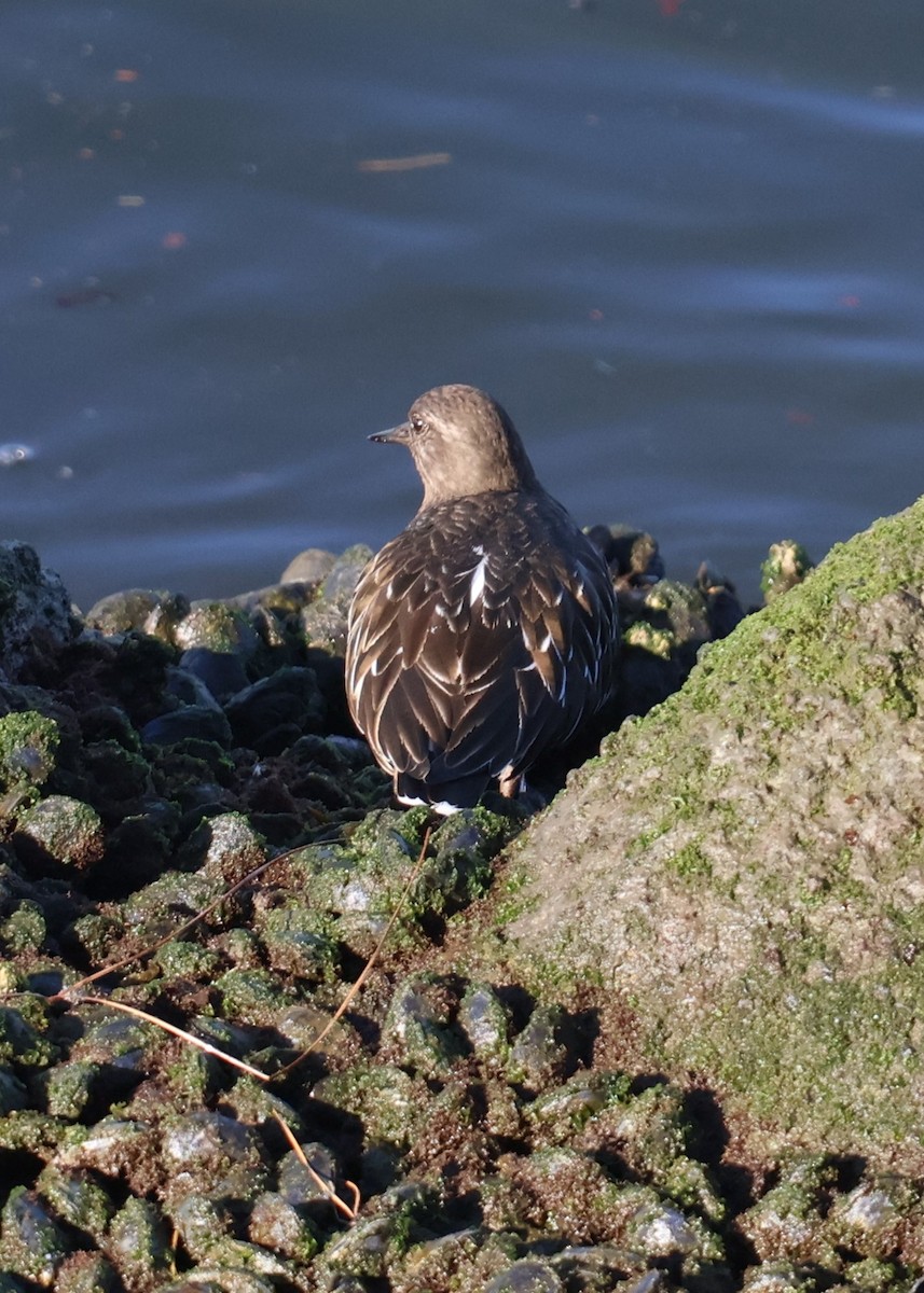 Schwarzkopf-Steinwälzer - ML645760814