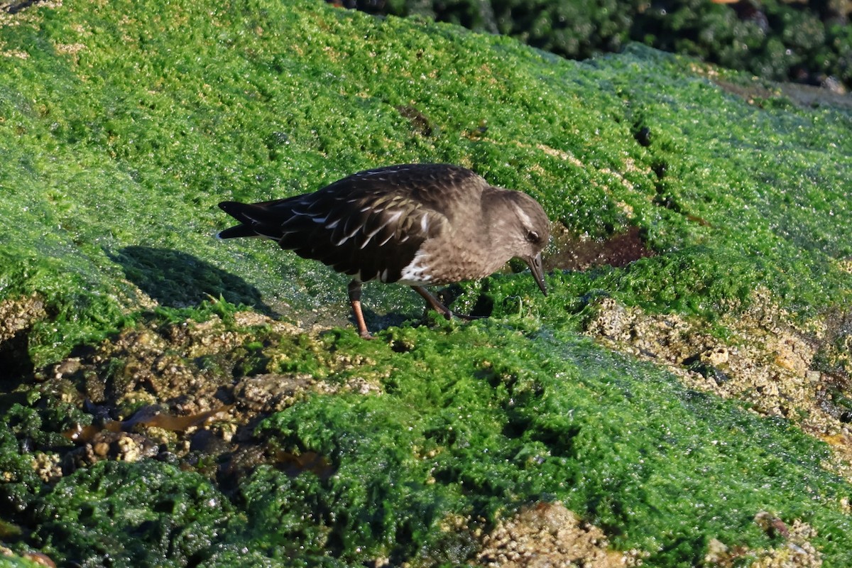 Schwarzkopf-Steinwälzer - ML645760815