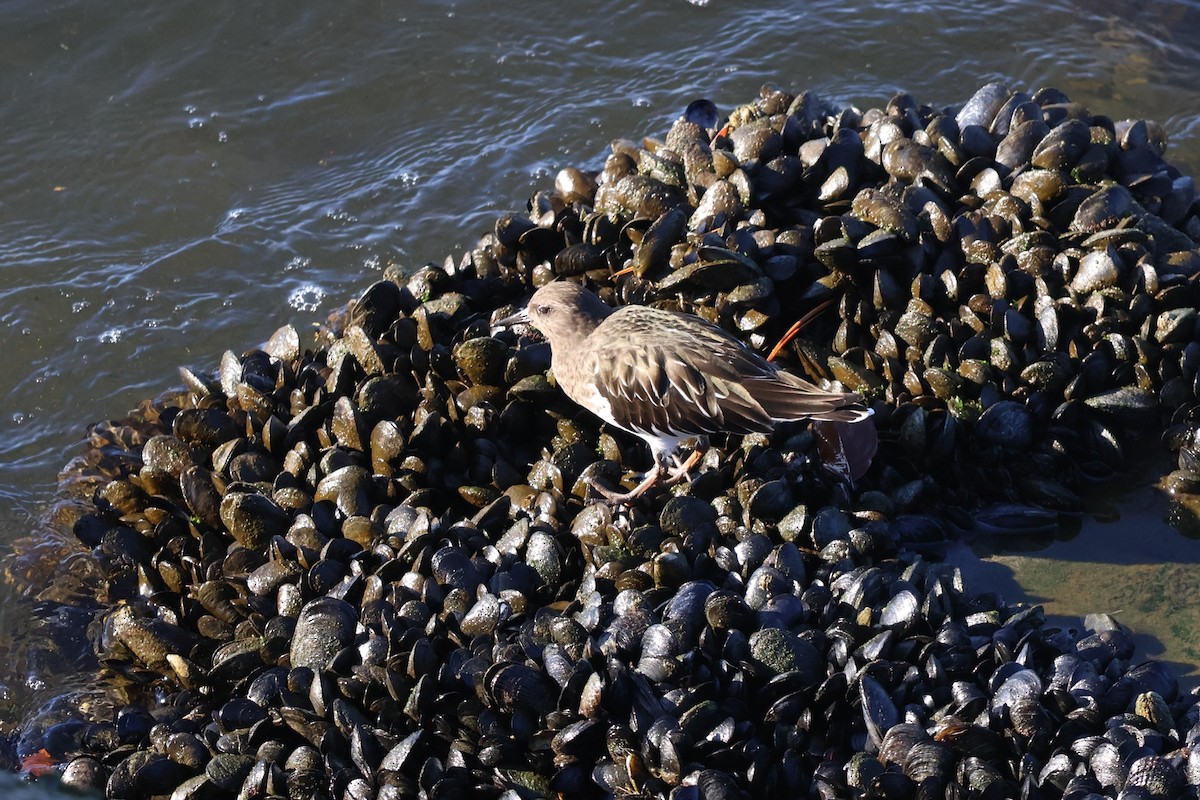 Schwarzkopf-Steinwälzer - ML645760816