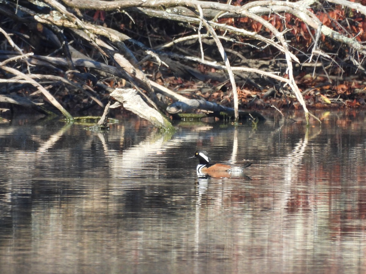 Kappensäger - ML645760818