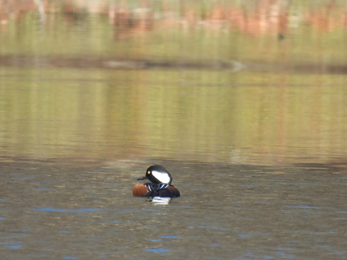 Kappensäger - ML645760824