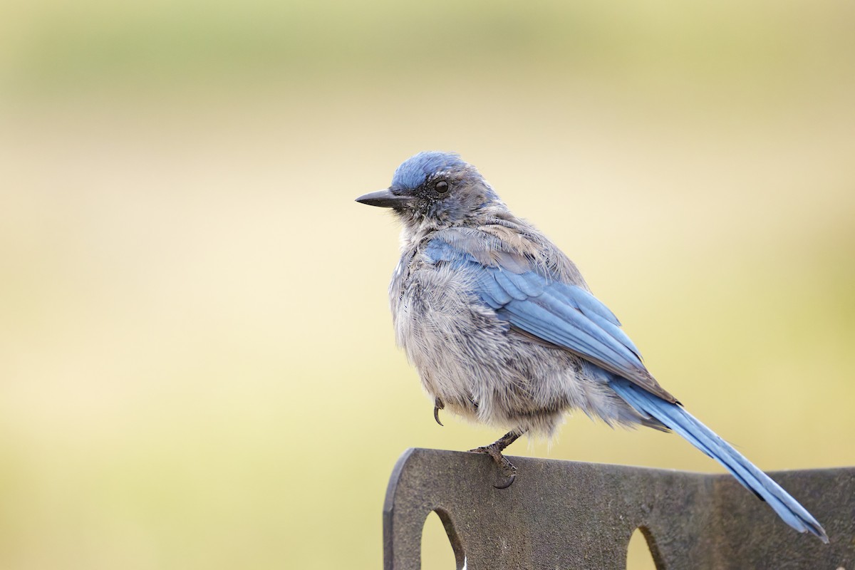Woodhouse's Scrub-Jay - ML645760828
