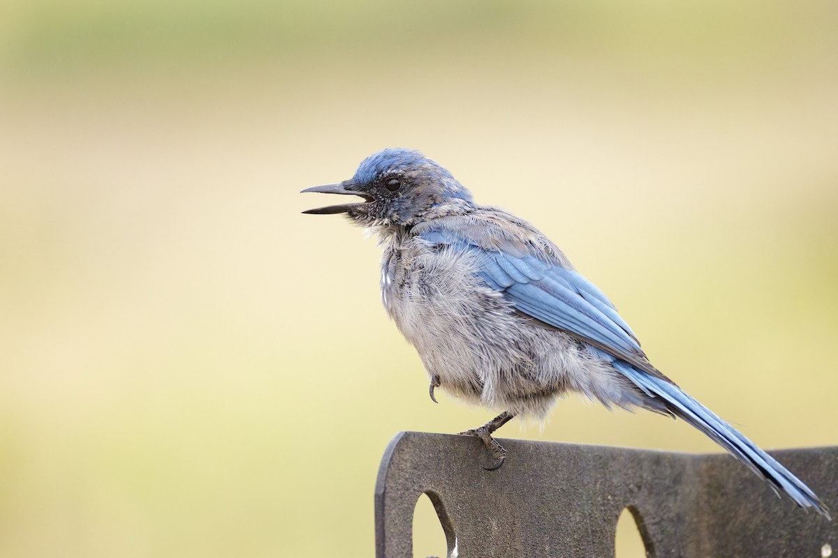 Woodhouse's Scrub-Jay - ML645760829