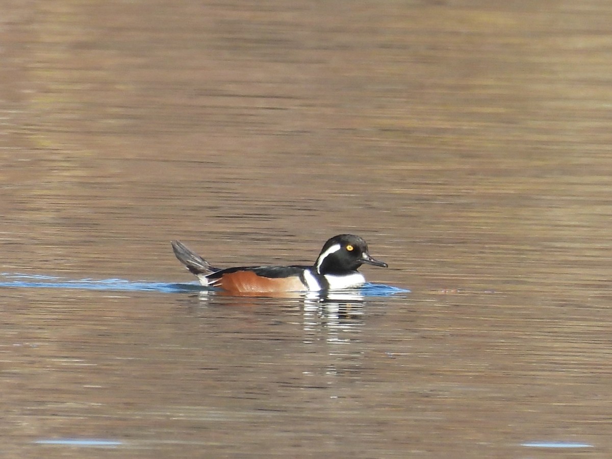 Hooded Merganser - ML645760832