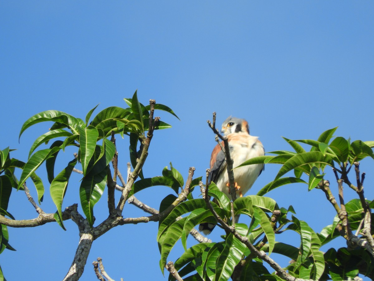 American Kestrel - ML645760844