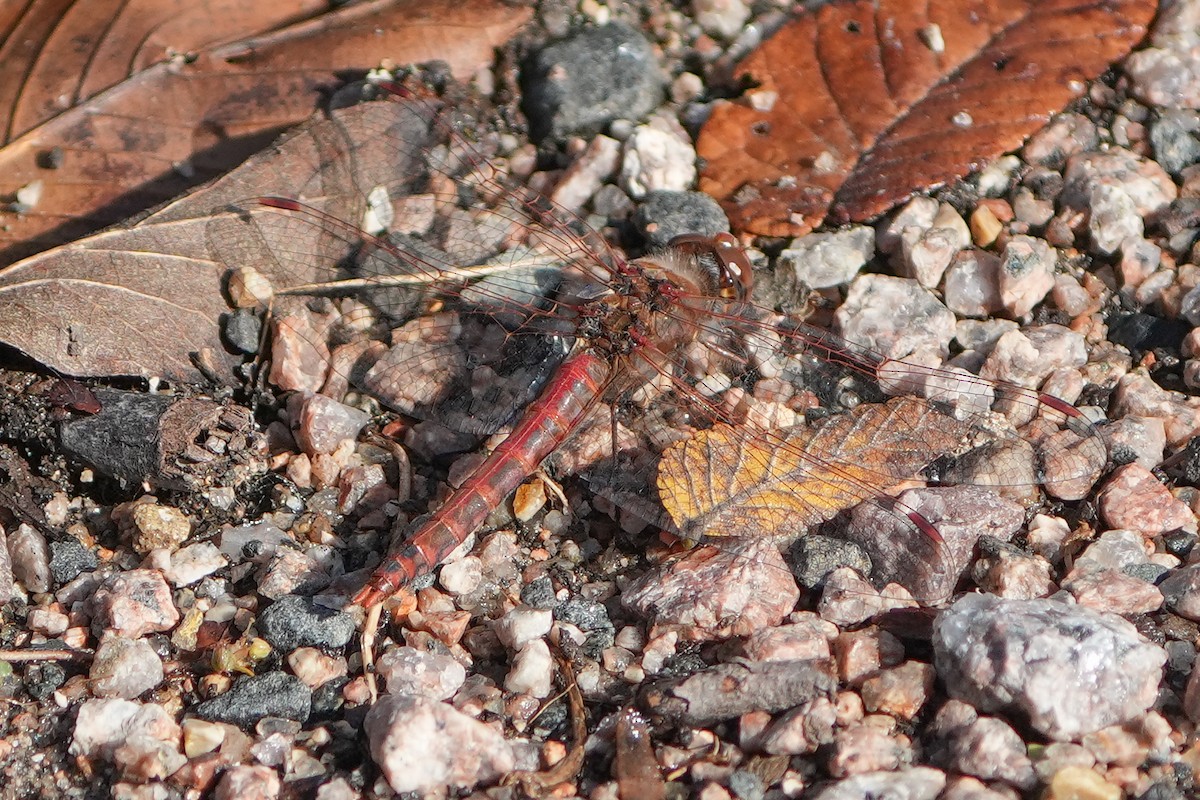 Variegated Meadowhawk - ML645760845