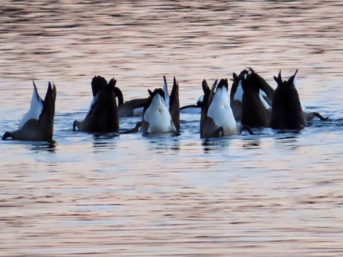 Canada Goose - ML645760847