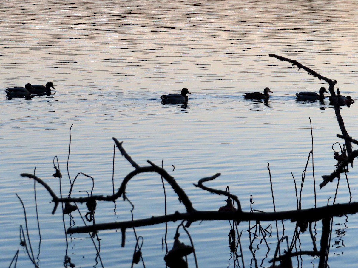 Mallard - ML645760852