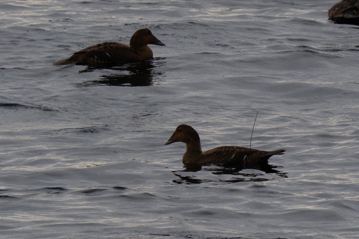 ærfugl - ML645760854