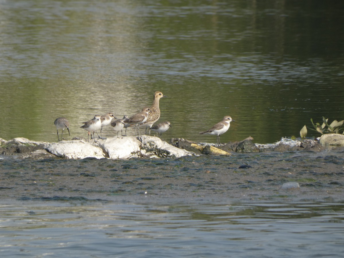 Little Stint - ML645760858