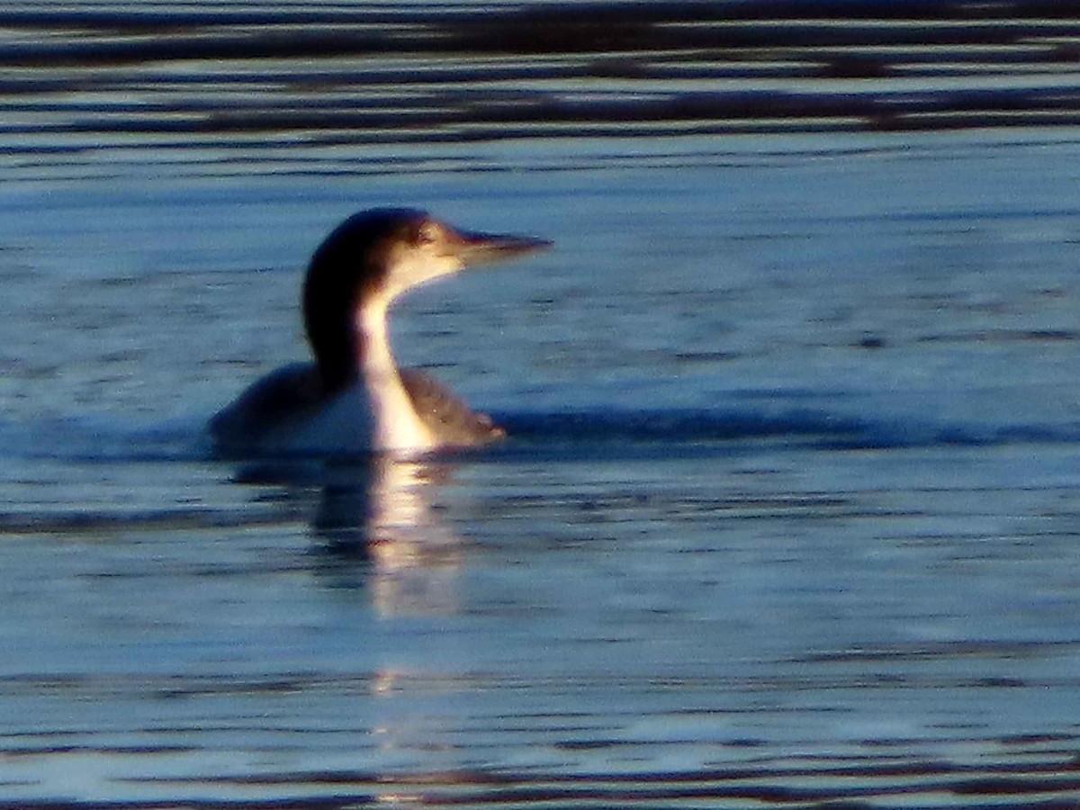 Common Loon - ML645760870