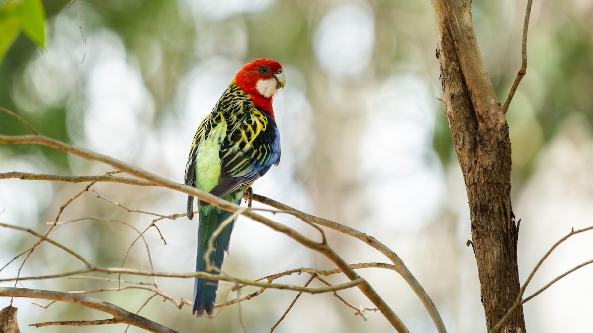 Eastern Rosella - ML645760871
