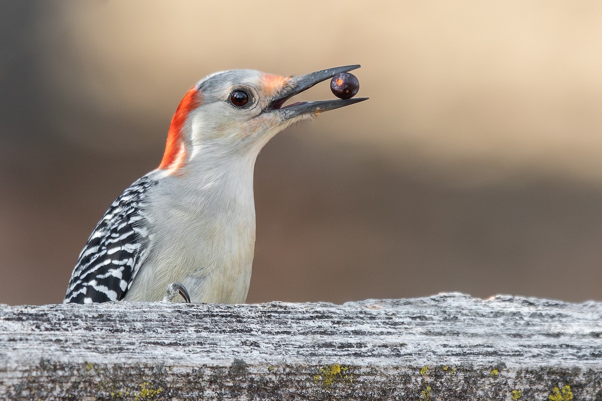 Carpintero de Carolina - ML645760872