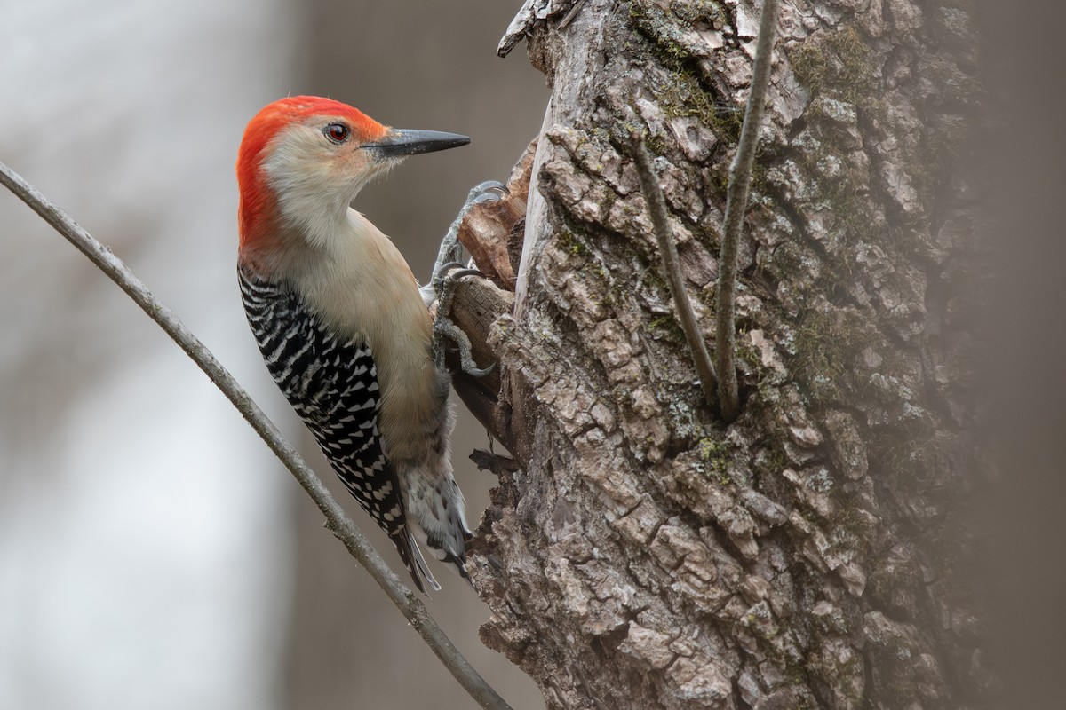 Carpintero de Carolina - ML645760873