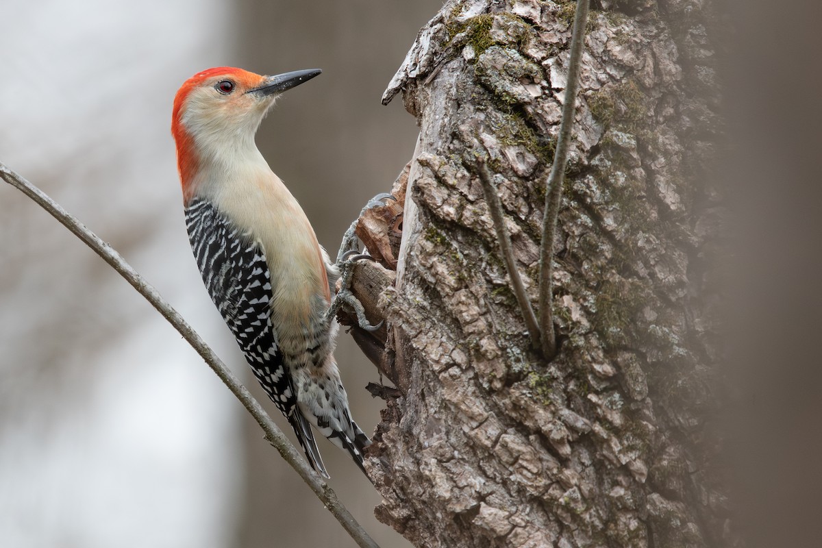 Carpintero de Carolina - ML645760874
