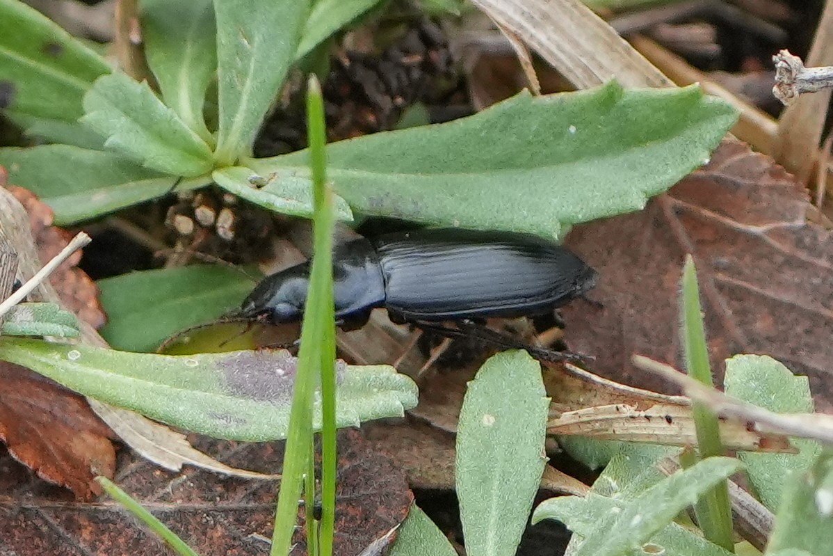 Ground Beetles - ML645760879