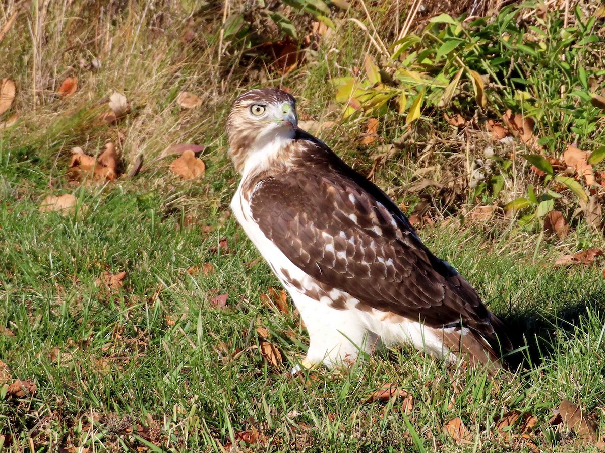 Red-tailed Hawk - ML645760906