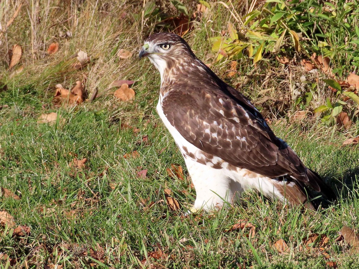 Red-tailed Hawk - ML645760907