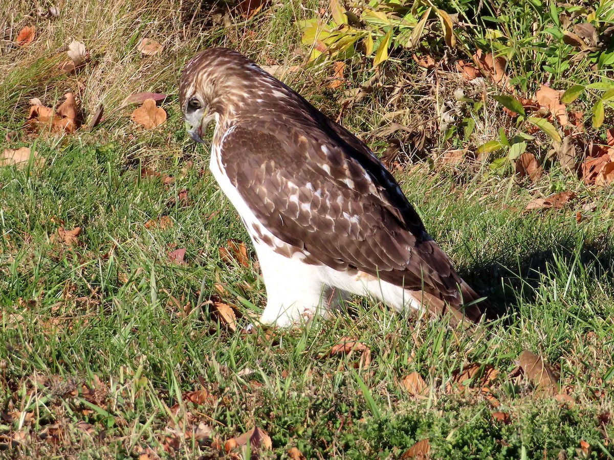 Red-tailed Hawk - ML645760908