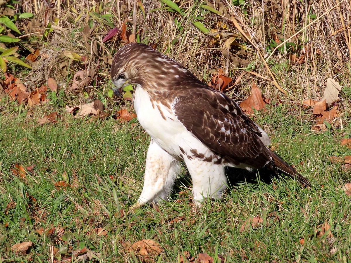 Red-tailed Hawk - ML645760909