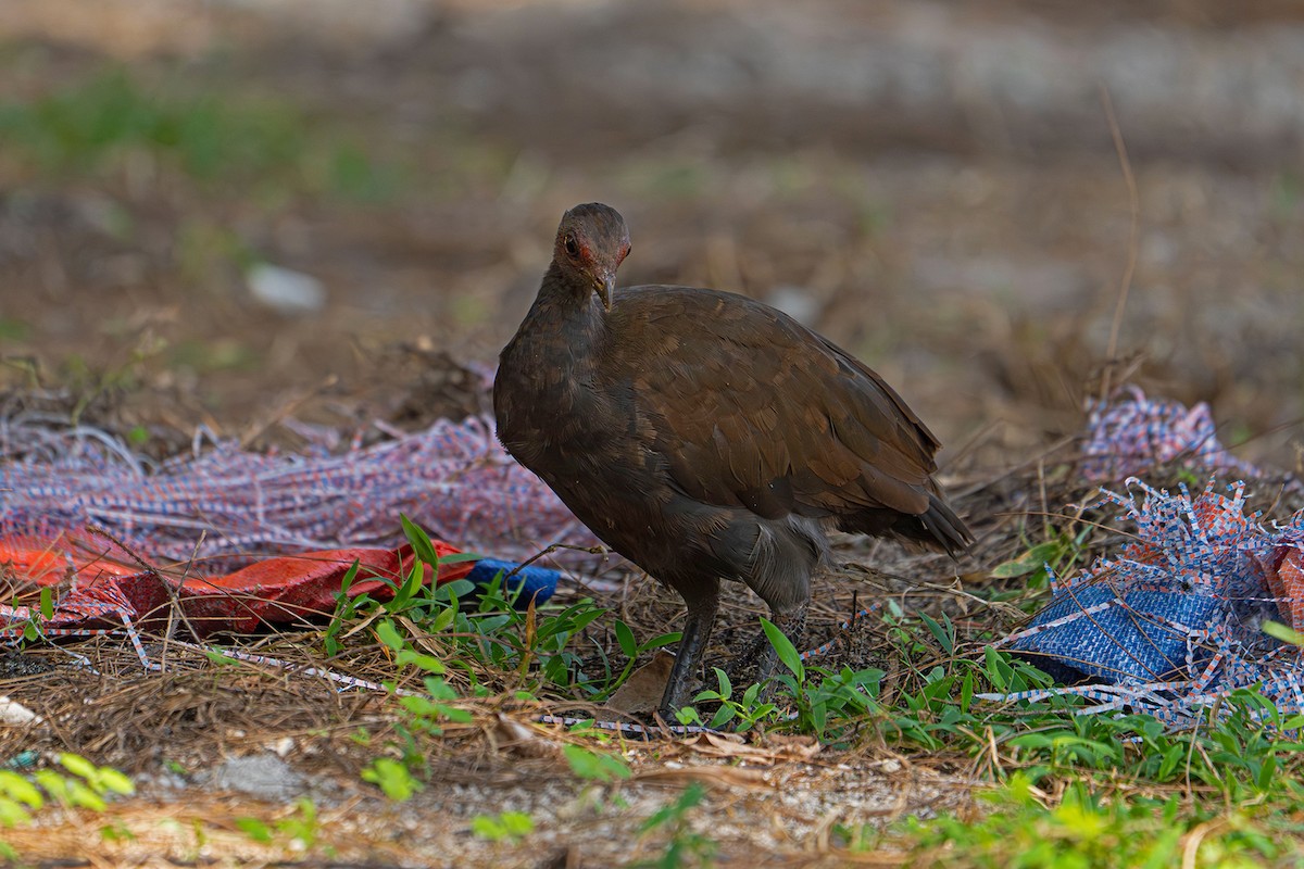 Philippine Megapode - ML645760913