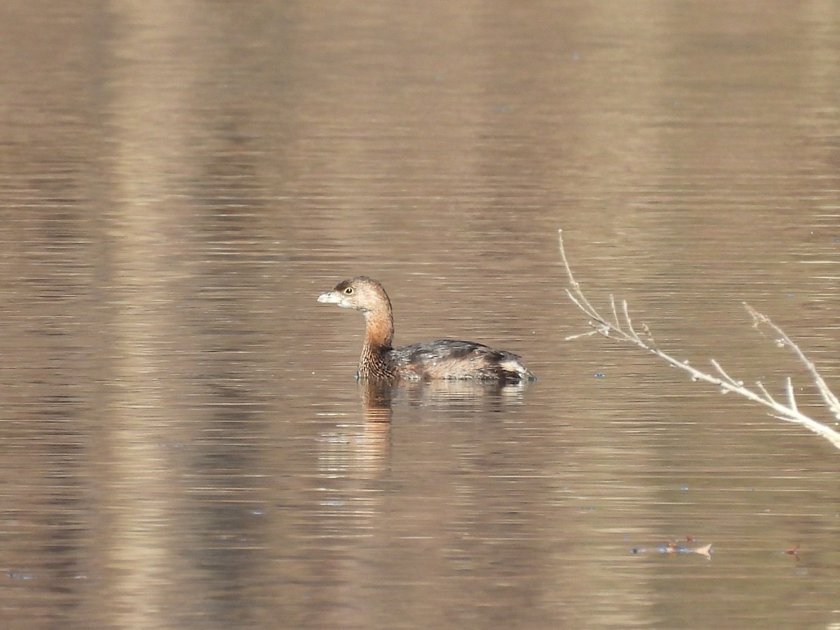 Pied-billed Grebe - ML645760915